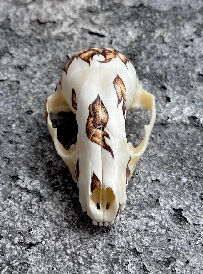 Helianthus Skull