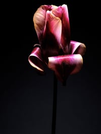 Image 1 of Tulip Nocturne Fine Art Print