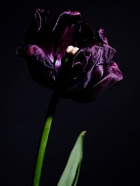 Image 1 of Tulip Black Beauty Fine Art Print 