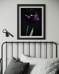 Image 2 of Tulip Black Beauty Fine Art Print 