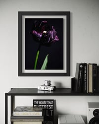 Image 4 of Tulip Black Beauty Fine Art Print 