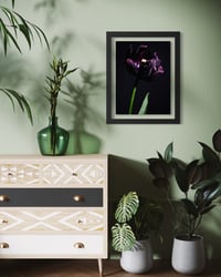 Image 5 of Tulip Black Beauty Fine Art Print 