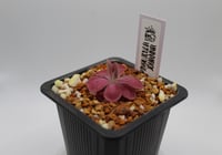 Image 1 of Pinguicula Johanna