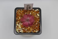 Image 2 of Pinguicula Johanna