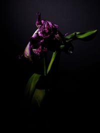 Image 1 of Tulips Last Dance Fine Art Print