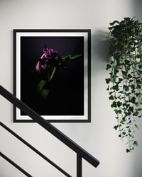Image 4 of Tulips Last Dance Fine Art Print