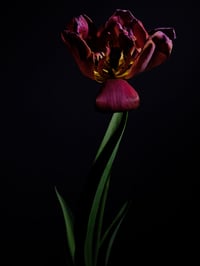 Image 1 of Tulip Requiem Fine Art Print