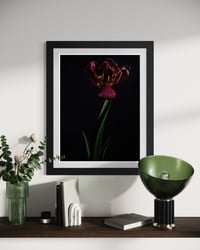 Image 3 of Tulip Requiem Fine Art Print