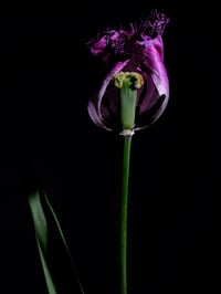 Image 1 of Elegy in Violet Fine Art Print