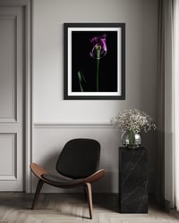 Image 4 of Elegy in Violet Fine Art Print