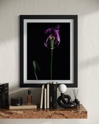 Image 5 of Elegy in Violet Fine Art Print