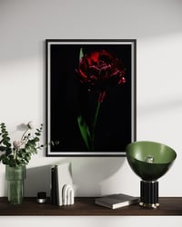 Image 4 of Crimson Shadow Fine Art Print