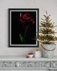 Image 2 of Crimson Shadow Fine Art Print