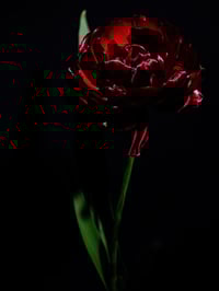 Image 1 of Crimson Shadow Fine Art Print