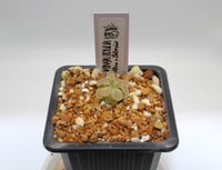 Image 1 of Pinguicula pilosa x ehlersiae