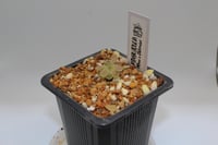 Image 2 of Pinguicula pilosa x ehlersiae