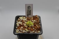 Image 2 of Pinguicula Ibarrae