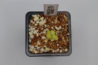 Image 3 of Pinguicula Ibarrae