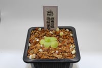 Image 2 of Pinguicula Caudata