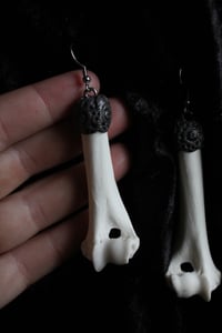 Image 3 of Dead good Fox bone earrings 