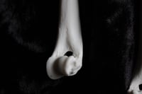 Image 12 of Dead good Fox bone earrings 