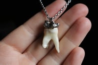 Image 6 of Dead good tooth amulet 