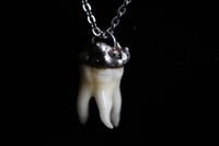 Image 8 of Dead good tooth amulet 