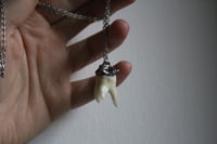 Image 10 of Dead good tooth amulet 