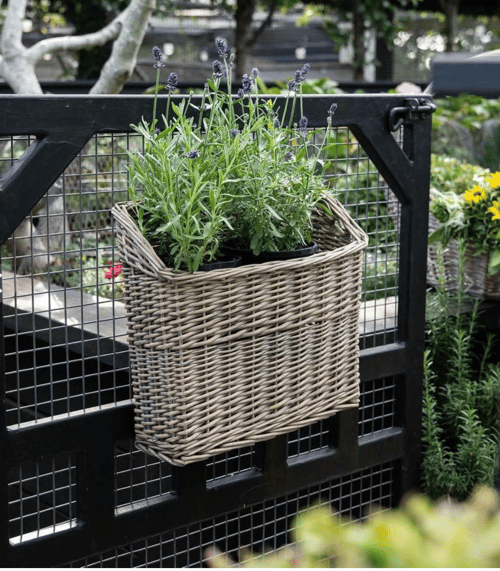 Image of Hanging Basket 