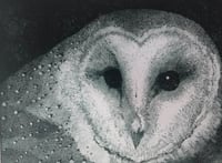 Image 2 of "Waiting, Watching" Greetings Card