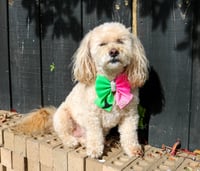 Image 2 of Dog Bow - Wicked!