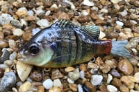 Image 1 of Custom Airbrushed Glide Bait 6746