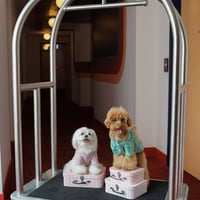 Image 2 of STRIPE SHIRT 