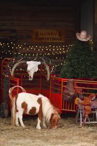 Image 2 of {Cowboy Trailer Minis} Saturday, November 15th