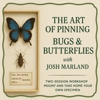 Image 1 of The Art of Pinning: Bugs & Butterflies with Josh Marland