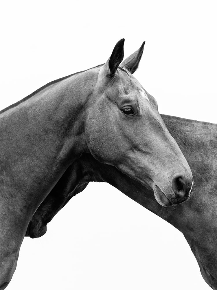 Image of Polo Ponies - Hidden