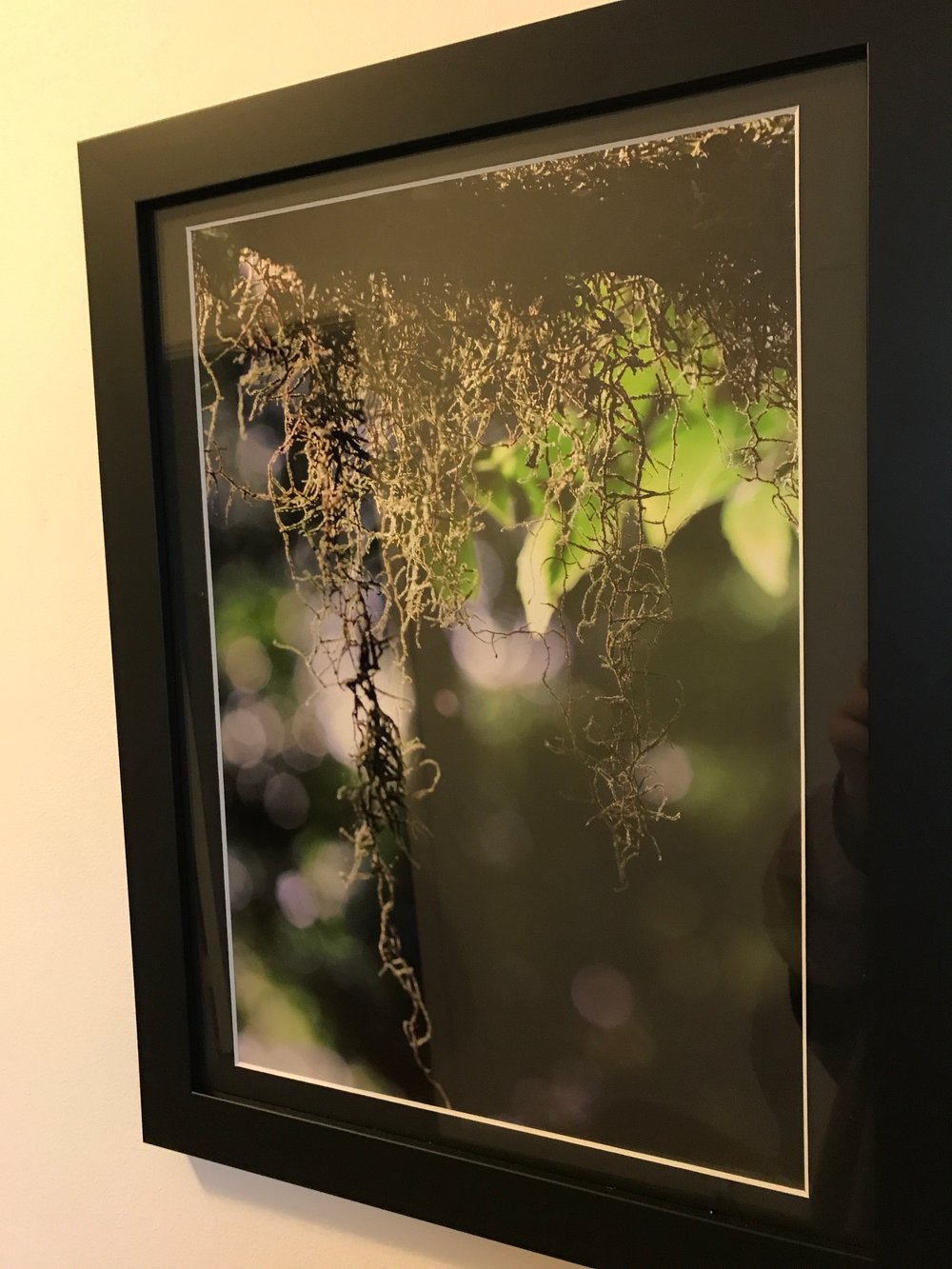 Image of Takayna Moss