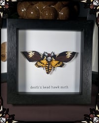Image 1 of Death's Head Hawk Moth - Framed Illustrated Insect