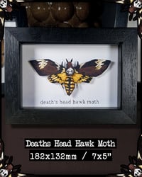 Image 2 of Death's Head Hawk Moth - Framed Illustrated Insect
