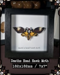 Image 3 of Death's Head Hawk Moth - Framed Illustrated Insect