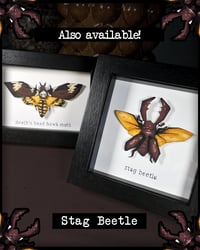 Image 5 of Death's Head Hawk Moth - Framed Illustrated Insect