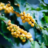 HONDURAS | NATURE | Bourbon jaune