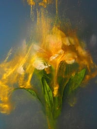 Image 1 of Alstroemeria Goldrush Fine art print