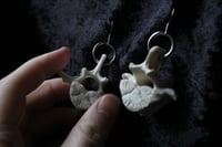Image 4 of Dead good smaller sheep vertebrae earrings