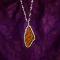 Image 1 of Passion Butterfly