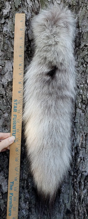 Image of Real Wolf Tail