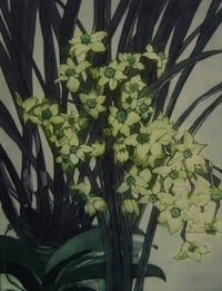 Image 2 of "Jonquils" Greetings Card