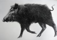 Image 2 of "Wild Pig" Greetings Card