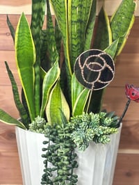 Image 1 of Garden Glow Rose