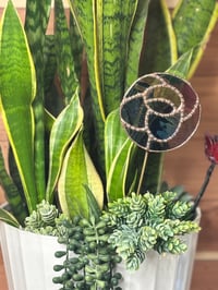 Image 2 of Garden Glow Rose